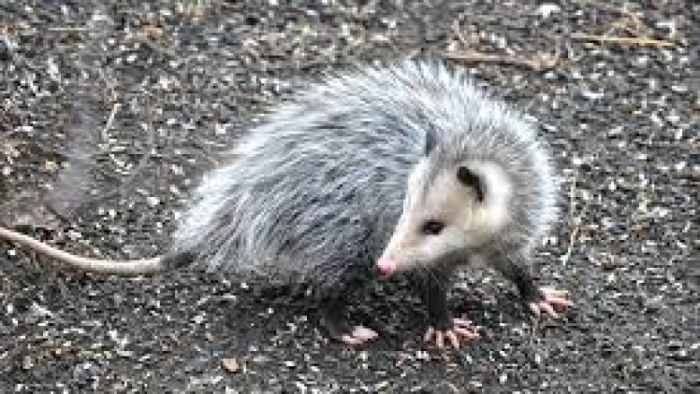 POSSUM AND BIRD CONTROL IN SYDNEY, AUSTRALIA