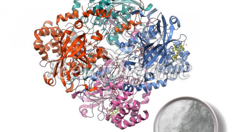 Catalase Powder Supplier | Bulk Aspergillus Powder Supplier