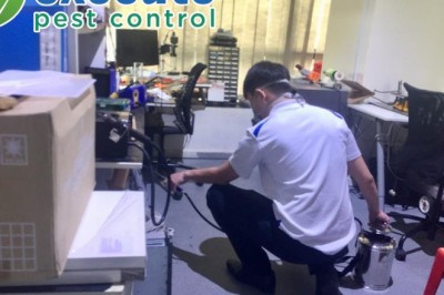How To Get Rid Of Termites With Termites Treatment Singapore?