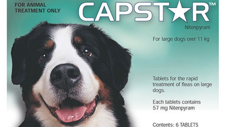Capstar For Large Dogs | Flea & Tick Treatment | DiscountPetCare