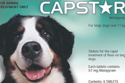 Capstar For Large Dogs | Flea & Tick Treatment | DiscountPetCare