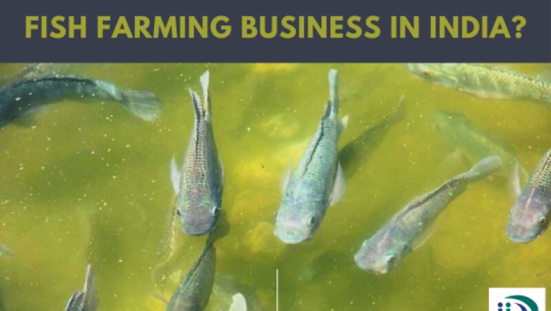 How To Start Fish Farming Business In India?