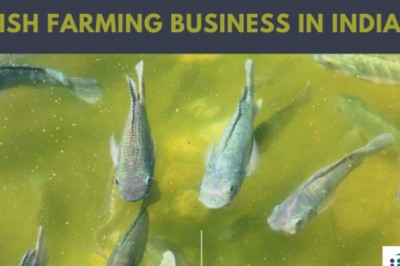 How To Start Fish Farming Business In India?