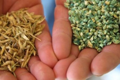 15 Benefits Of Native Grass Seeds Market That May Change Your Perspective.