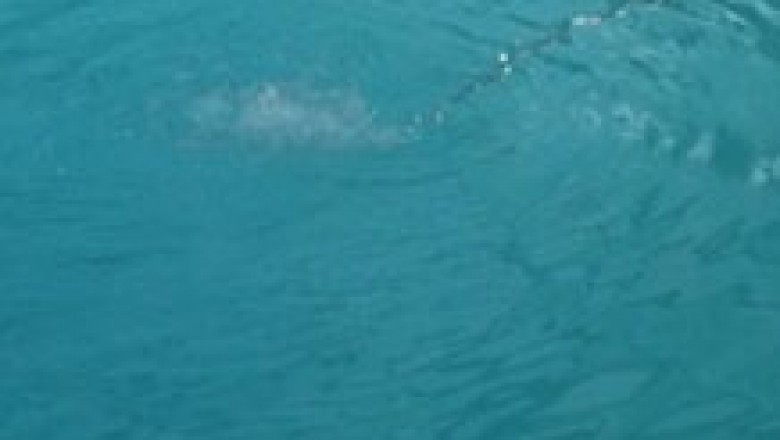 Advantages of Hiring Professional Pool Cleaners