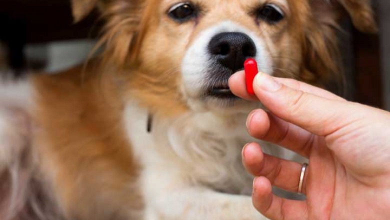 Based on the animal type, the animal parasiticide market is segmented into companion and food-producing animals
