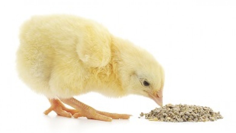 Global Feed Enzymes Market Research Report 2021-2025