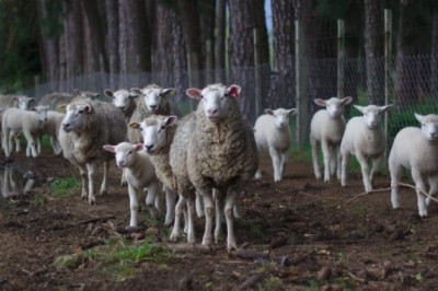 The use of Animal Genetics is proving to be effective for improving animal growth, health, and utilization of nutrients