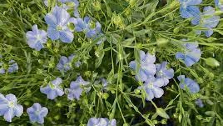Global Flax Crop Market-Industry Analysis and Forecast (2019-2027)