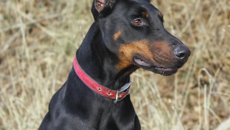 The Sleek and Loyal Doberman Pinscher: A Breed Guide