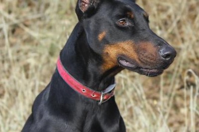 The Sleek and Loyal Doberman Pinscher: A Breed Guide