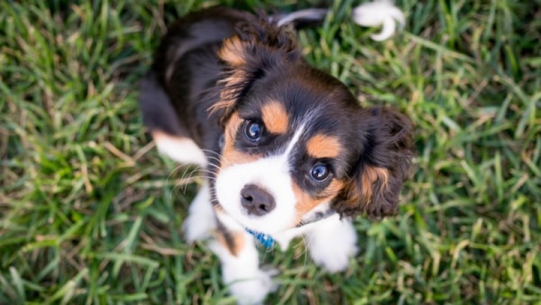 What Are the Benefits of Puppy Training Pads?