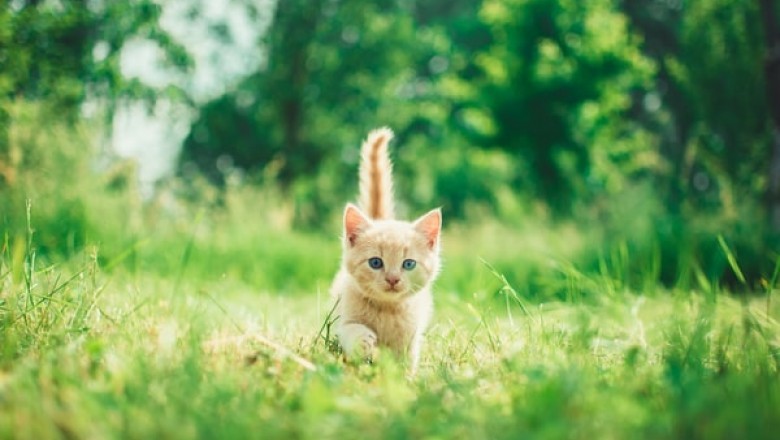 Why Does Your Feline Friend Need a Cat Scratcher?