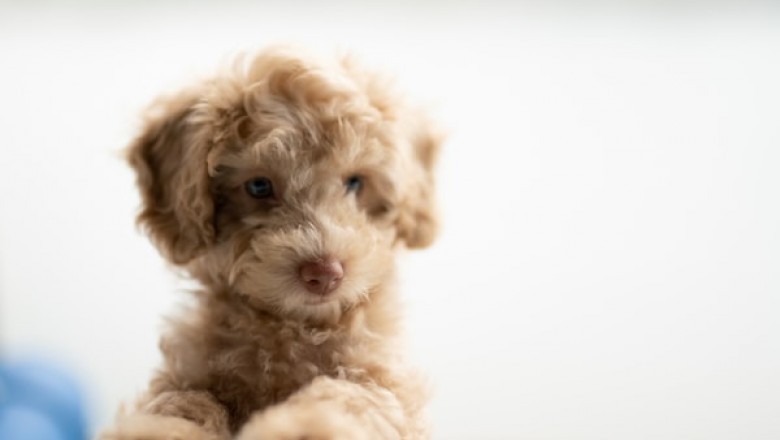 Why Should You Buy Meals for Mutt