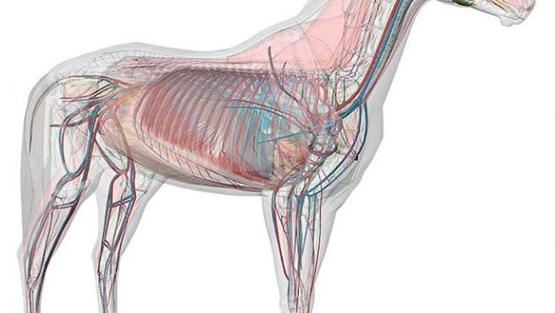 Global Equine Healthcare Market Report & Forecast 2021-2027