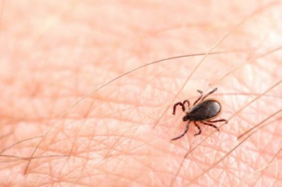 Lyme Disease Treatment Market – Increasing prevalence of the diseases is expected to fuel the Demand 2025