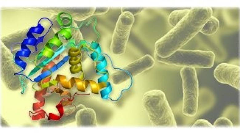 What is the meaning of recombinant protein?
