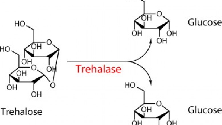Global Trehalose Market Size, Manufacturers 2021-2027