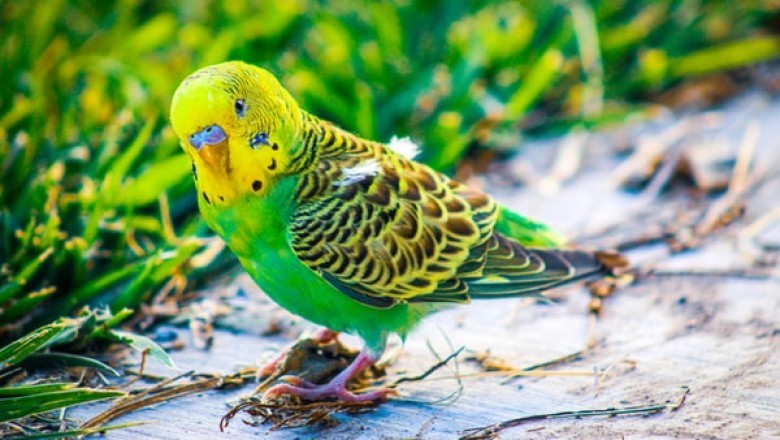 Top 3 Reasons for Which Your Parrot Needs Bird Toys