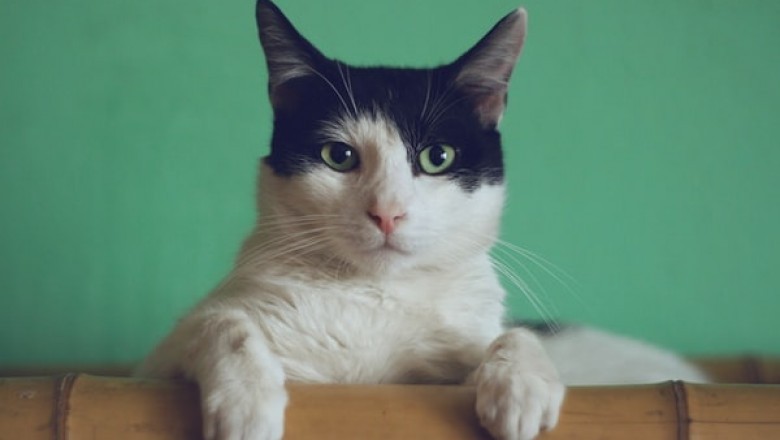 Why Is Ziwi Peak Cat Food Healthy?