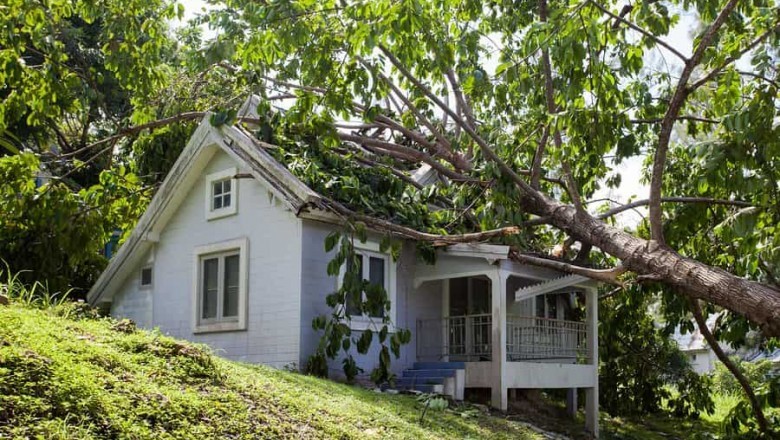 Safe and Effective Tree Removal With AKA Tree Service