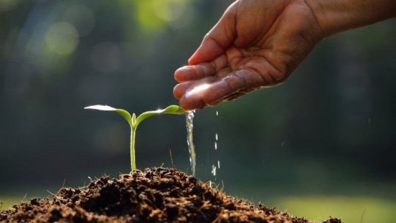Why You Need Tree Removal Services
