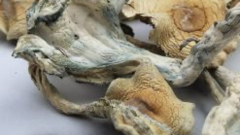 TREASURE COAST MAGIC MUSHROOMS