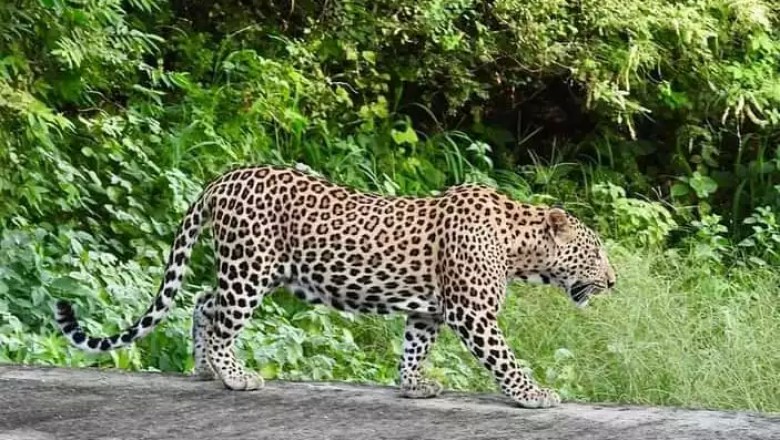 Leopard Safari Jhalana
