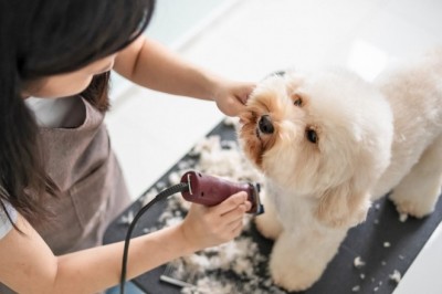 The Offical Dog Grooming Supply Overview