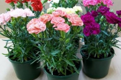 Colorful Mixed Carnation Bunch Flowers For Wedding Gifts