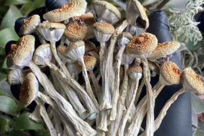 Best Place To Buy Magic Mushroom Online USA, Canada, UK, Australia & China