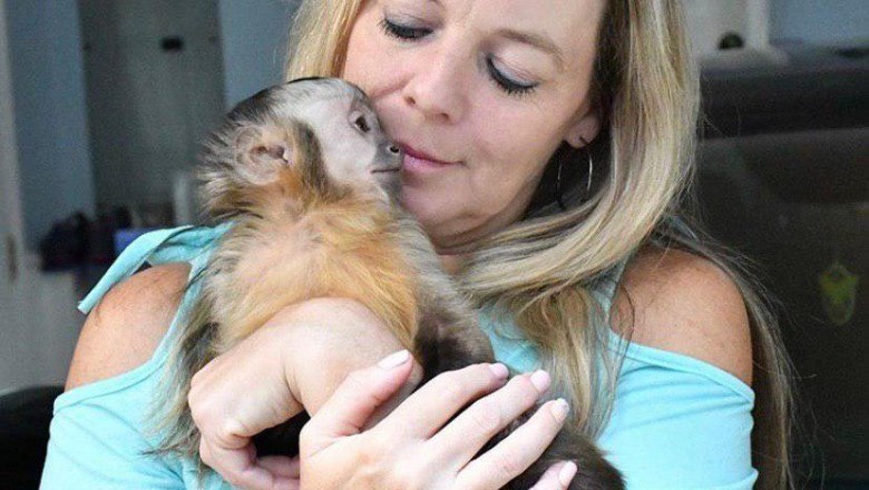 Capuchin Monkey For Sale Near Me 2021
