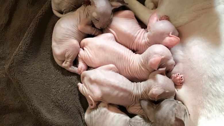 Cheap Sphynx Kittens for sale $500 Near Me