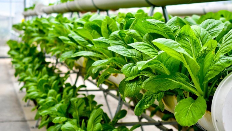 Vertical Farming Market Overview, Scope and Opportunities to 2027