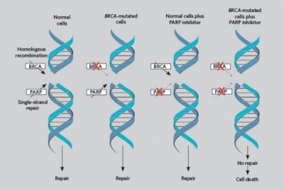 In the treatment of cancer, PARP Inhibitor can be useful in two ways: radiotherapy and chemotherapy