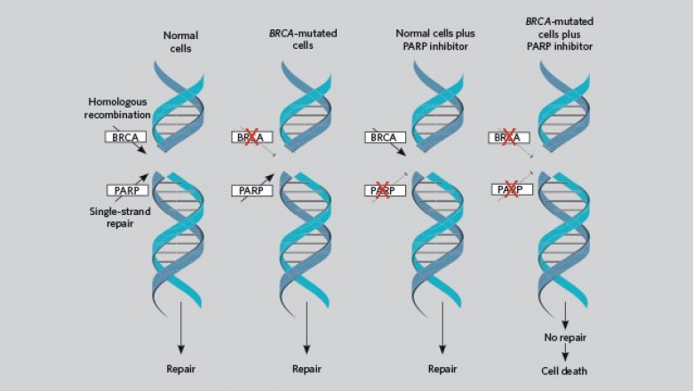 PARP Inhibitor can be critical in the treatment of cancer in two therapeutic applications: radiation and chemotherapy