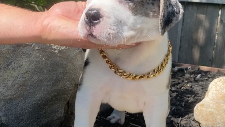 Xl pitbull bully puppies for sale