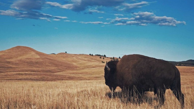 Eat Bison Meat for Good Health