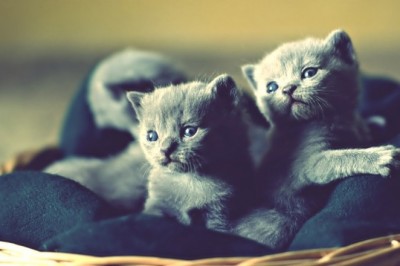 Russian Blue Kittens: Your Comprehensive Guide