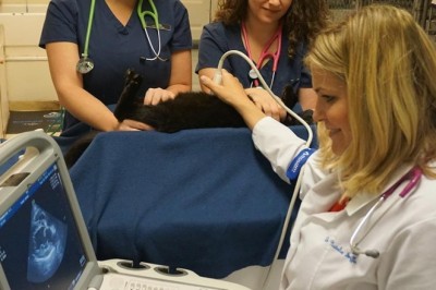 Veterinary Diagnostics Market Industry Size, Share, Rising Trends, Growth Factors, Major Manufacturers, Regional Outlook | By 2027, the veterinary POC diagnostics market value is expected to touch USD 2,894 Million