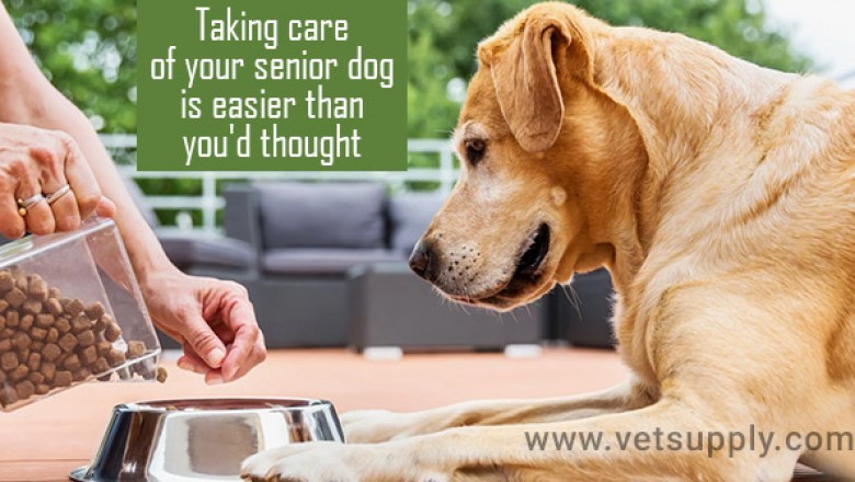 Taking care of your senior dog is easier than you’d thought
