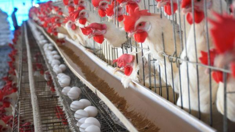 Due to the availability of nutritious animal feed and sophisticated medicinal products, the poultry industry has expanded significantly over the years