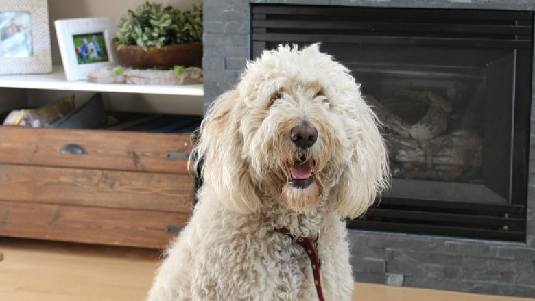 How to Remove Pet Stains From Carpet