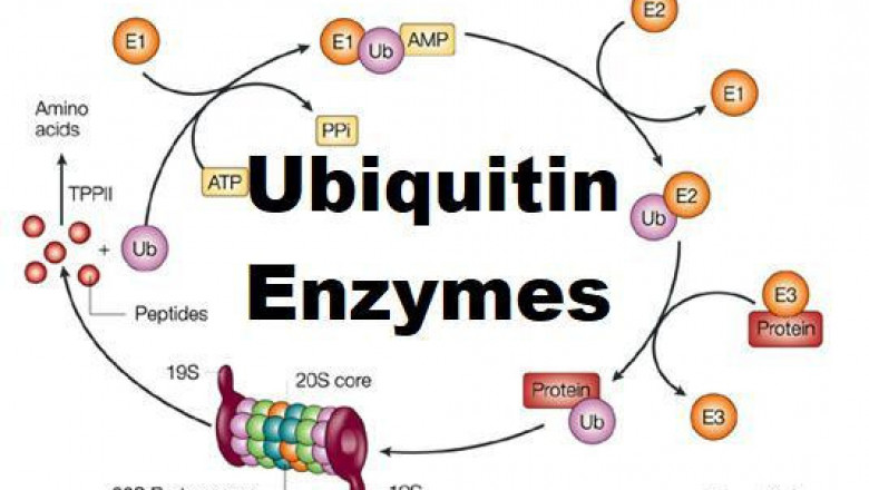 Ubiquitin Enzymes Market in Healthcare Market Is Thriving Worldwide with the outstanding players 2027