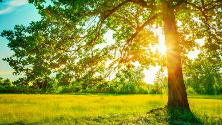 Top 4 Signs for Getting Emergency Tree Removal Service