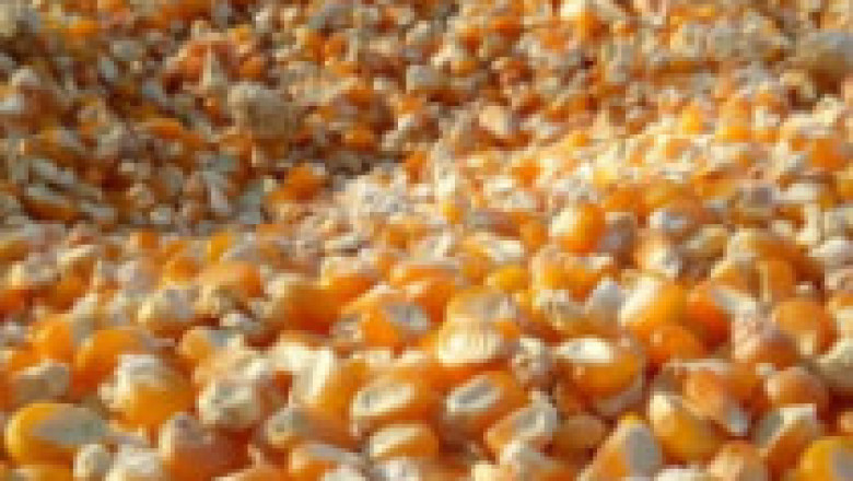 animal Maize Cattle Feed Manufacturing & wholesaling