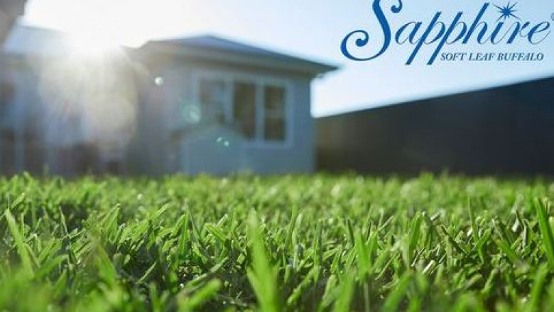 Bermuda Grass for Summer Season