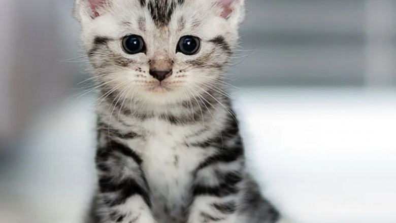 Why Should You Pet a Cat?