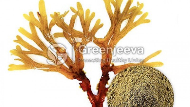 Bulk Organic Bladderwrack Powder | Bladderwrack Powder Suppliers