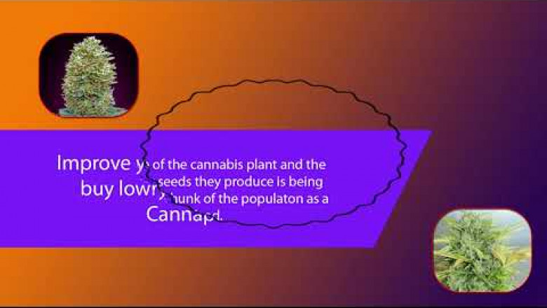 Buy lowryder seeds for medical use or just for leisure